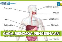 Strategi Menjaga Kesehatan Pencernaan
