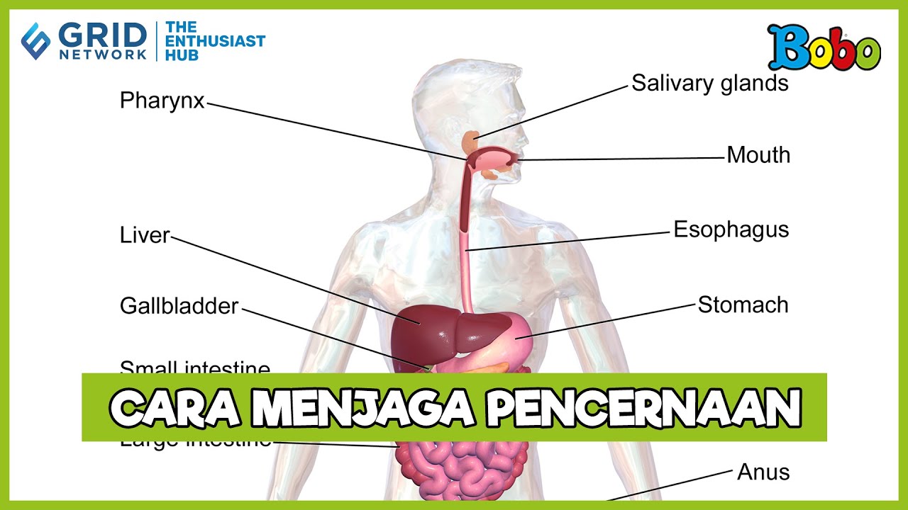 Strategi Menjaga Kesehatan Pencernaan